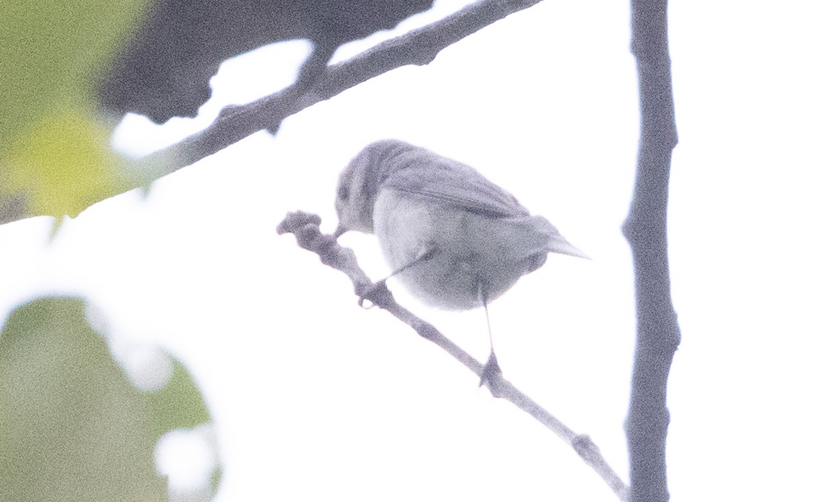 Lucy's Warbler - ML577164191