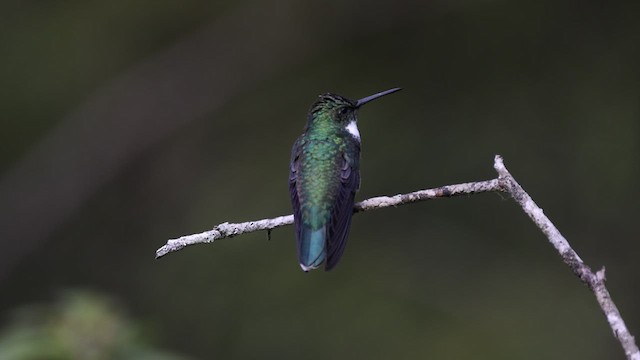 kolibřík límcový - ML577165691