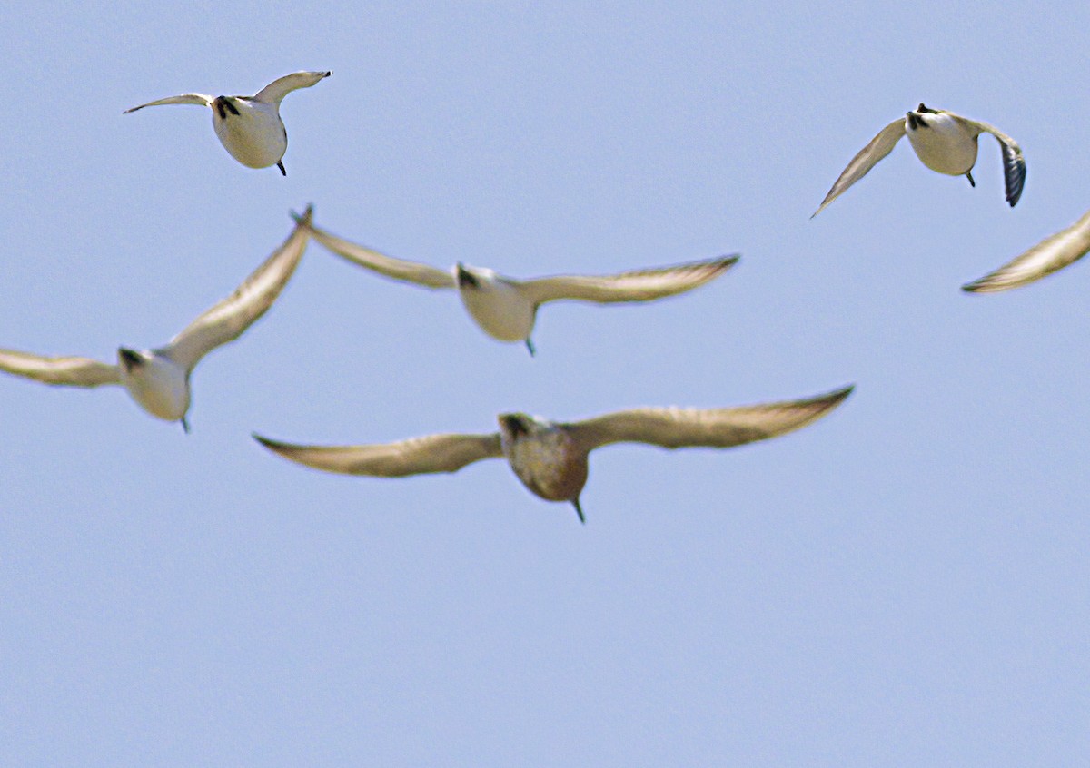 New York Breeding Bird Atlas Checklist 25 May 2023 Jones Beach SP Coast Guard Station 21