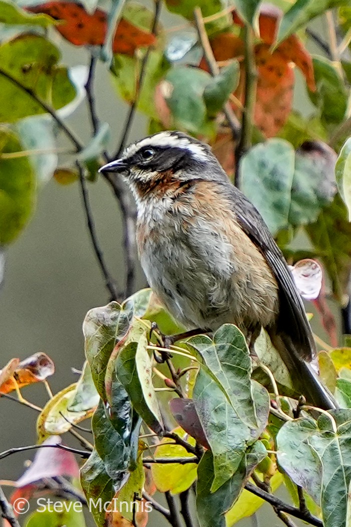 Plain-tailed Warbling Finch - Steve McInnis