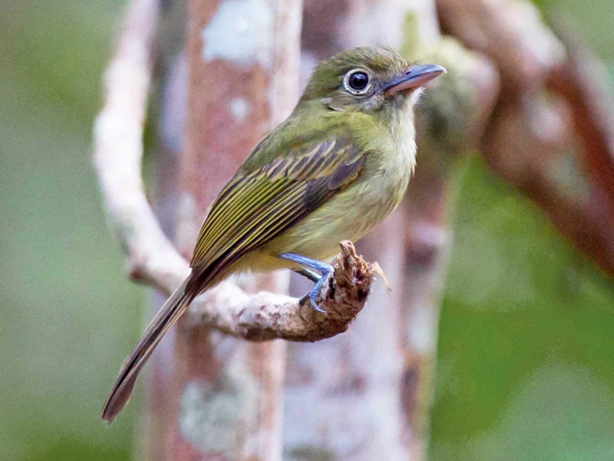 Western/Eastern Olivaceous Flatbill - Joao Quental JQuental