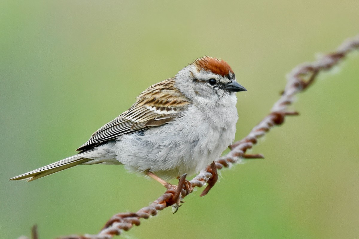 Chipping Sparrow - ML577176291