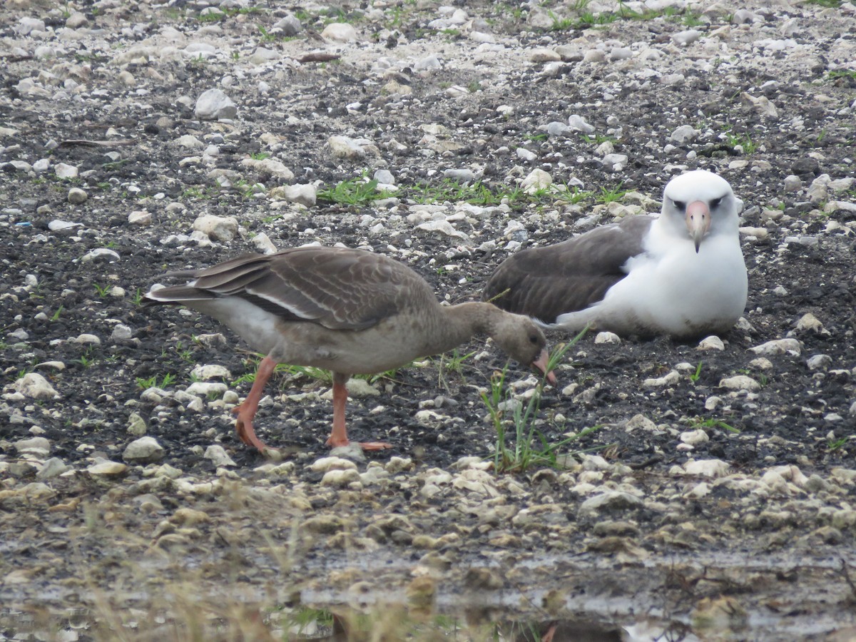 Greater White-fronted Goose - ML577177571