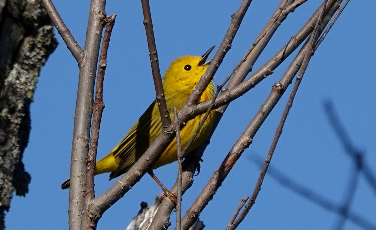 Yellow Warbler - Peter Blancher