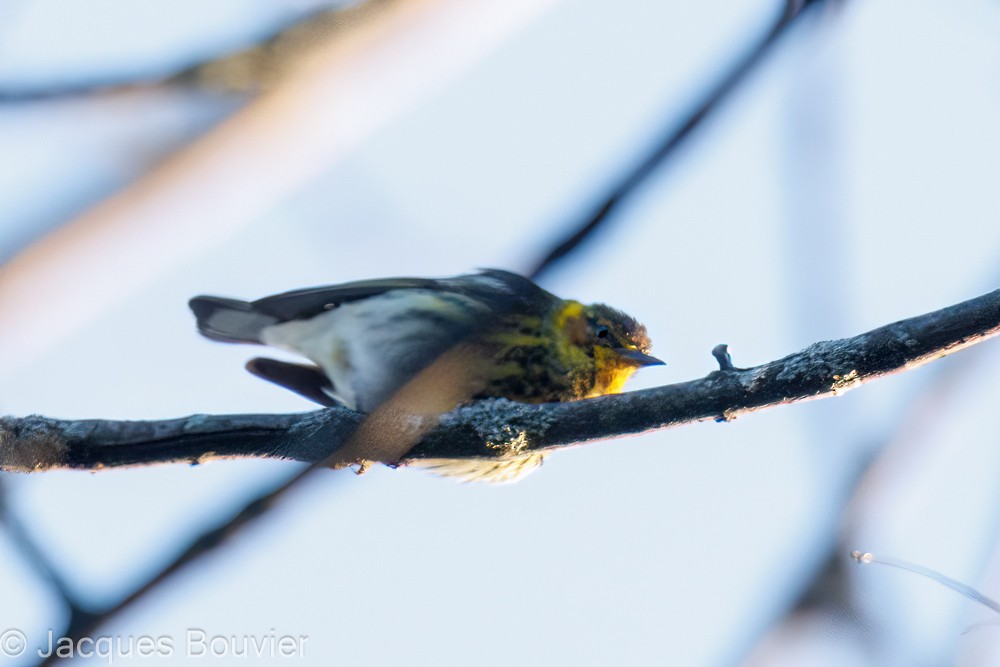 Cape May Warbler - ML577177981