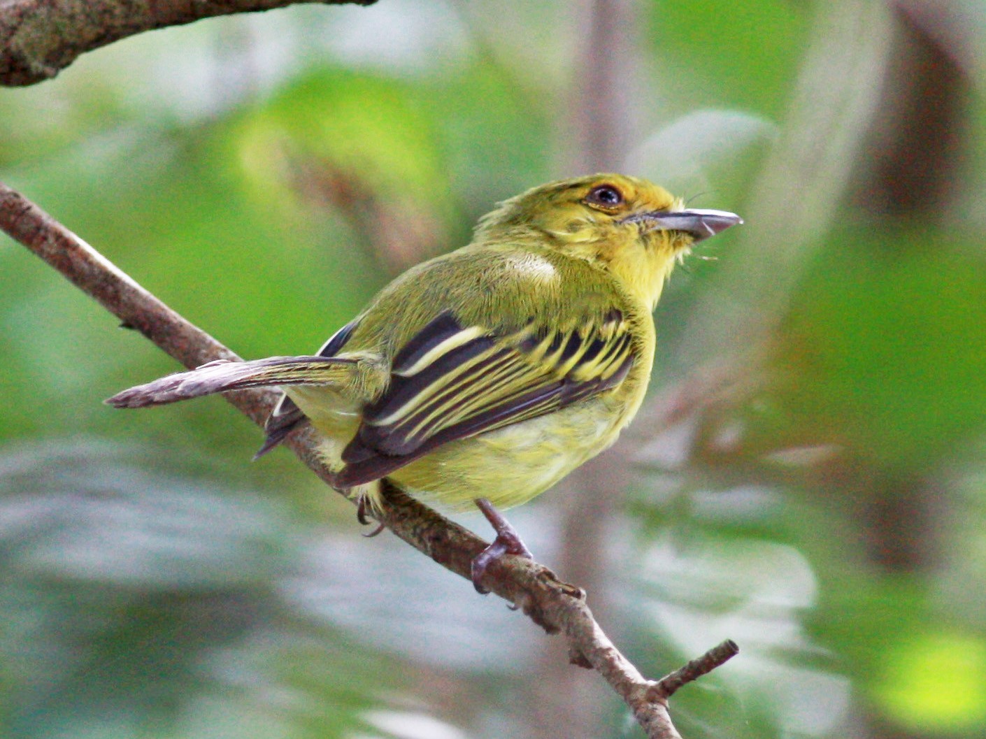 Olivefaced/Ochrelored Flatbill eBird