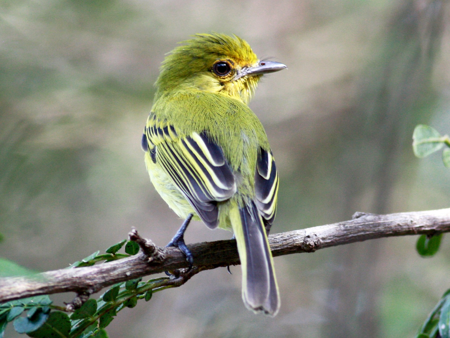 Olive-faced/Ochre-lored Flycatcher - eBird