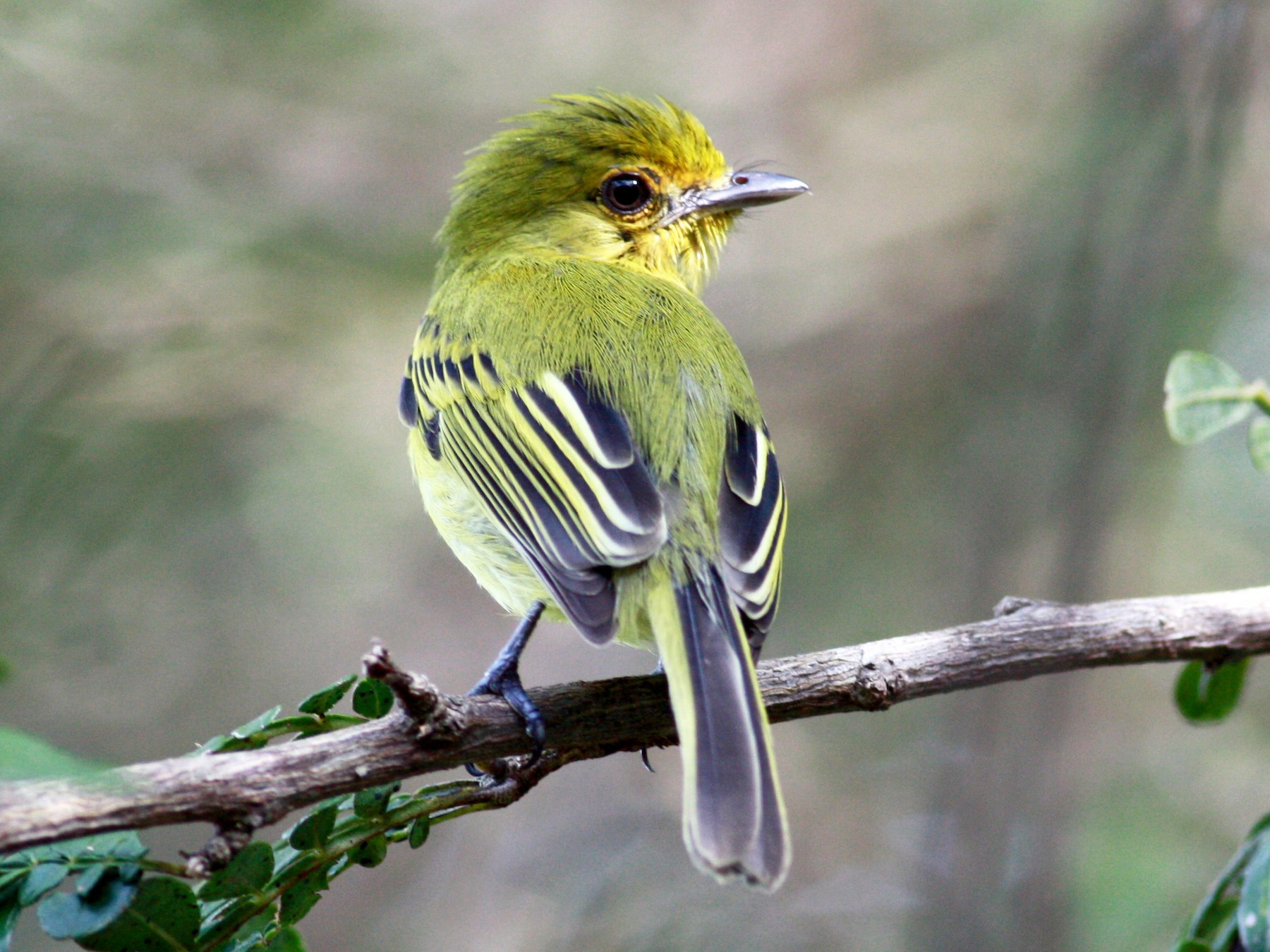 Olive-faced/Ochre-lored Flatbill - Jay McGowan