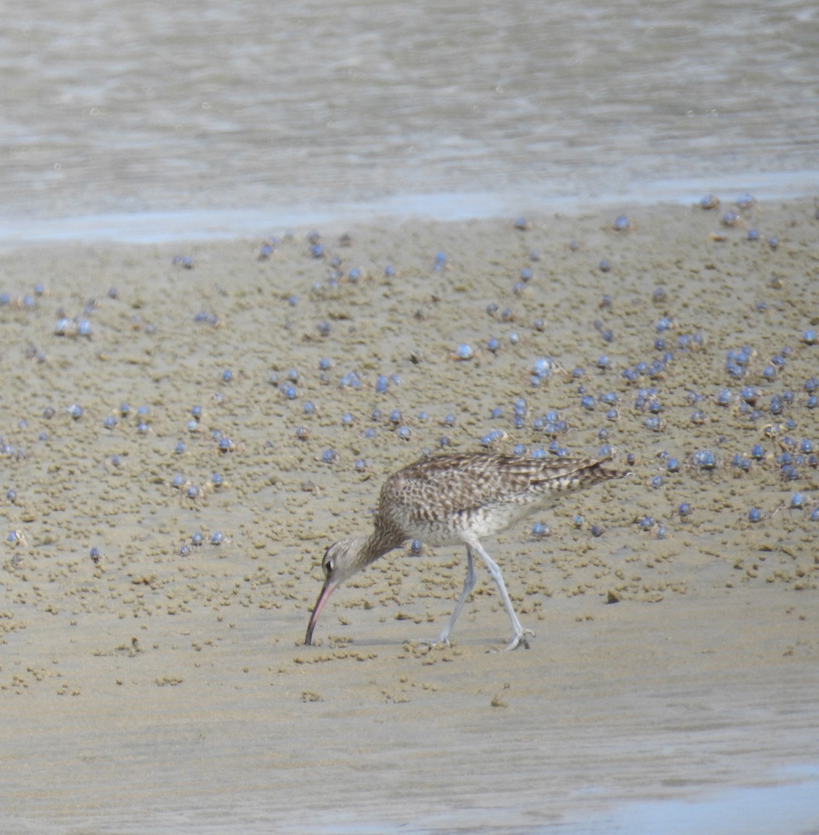 Whimbrel - Alistair and Carmen Drake