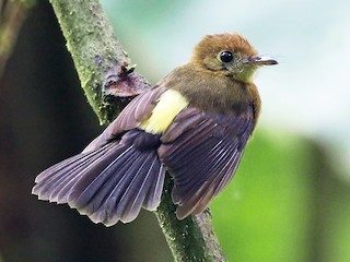  - Tawny-breasted Flycatcher