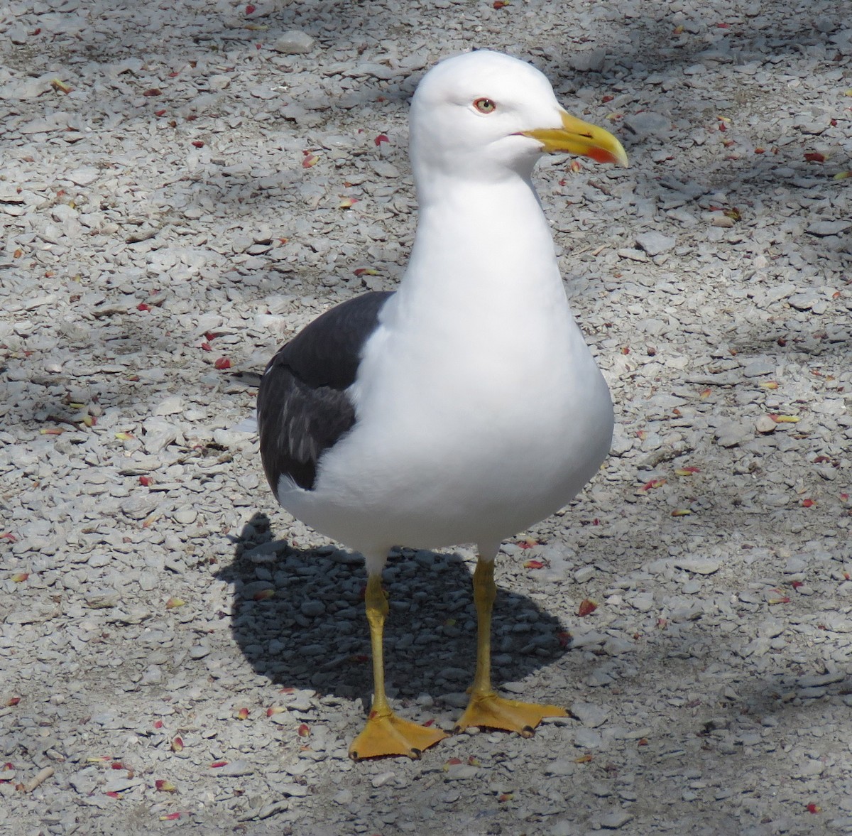 Lesser Black-backed Gull (graellsii) - ML577183381
