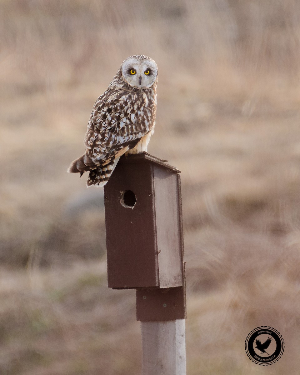 Short-eared Owl - ML57718461
