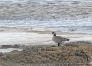 Cackling Goose (Taverner's), ML577184691
