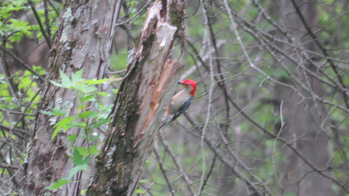 Red-bellied Woodpecker - Ardea Thurston-Shaine