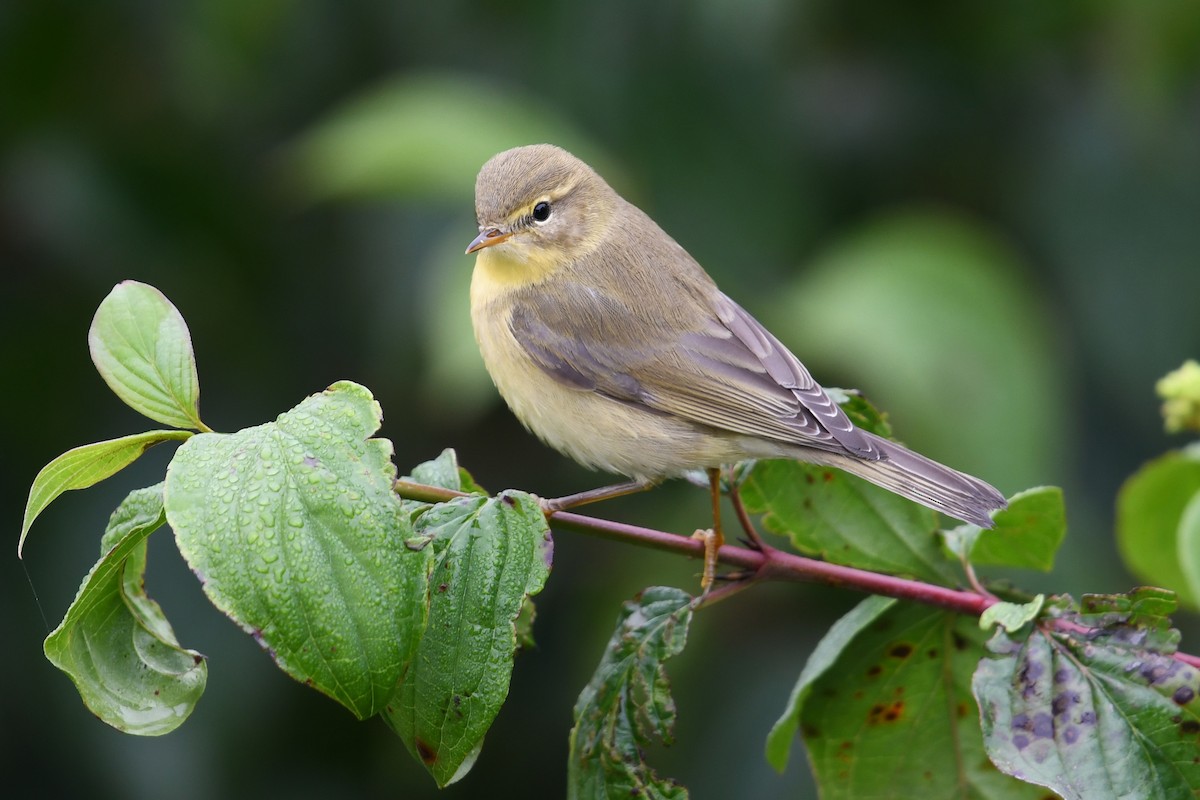 Willow Warbler - Andreas Deissner