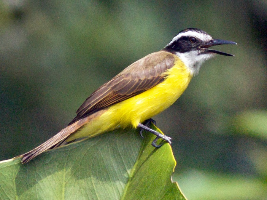 Lesser Kiskadee - eBird