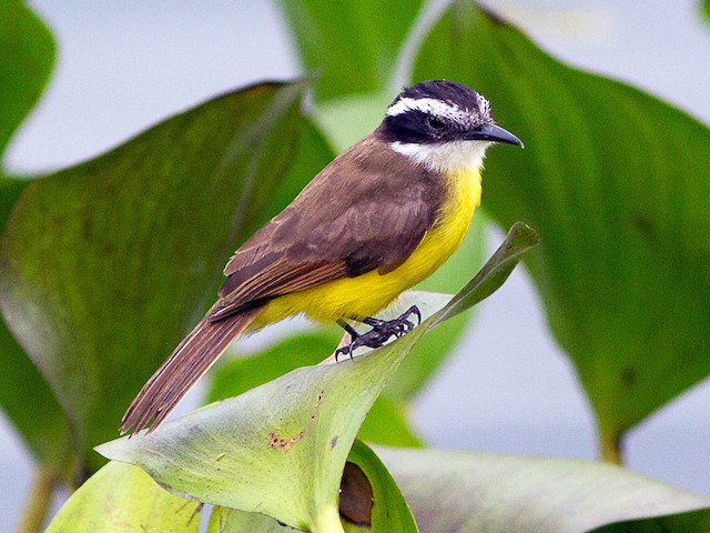 Photos - Lesser Kiskadee - Philohydor lictor - Birds of the World