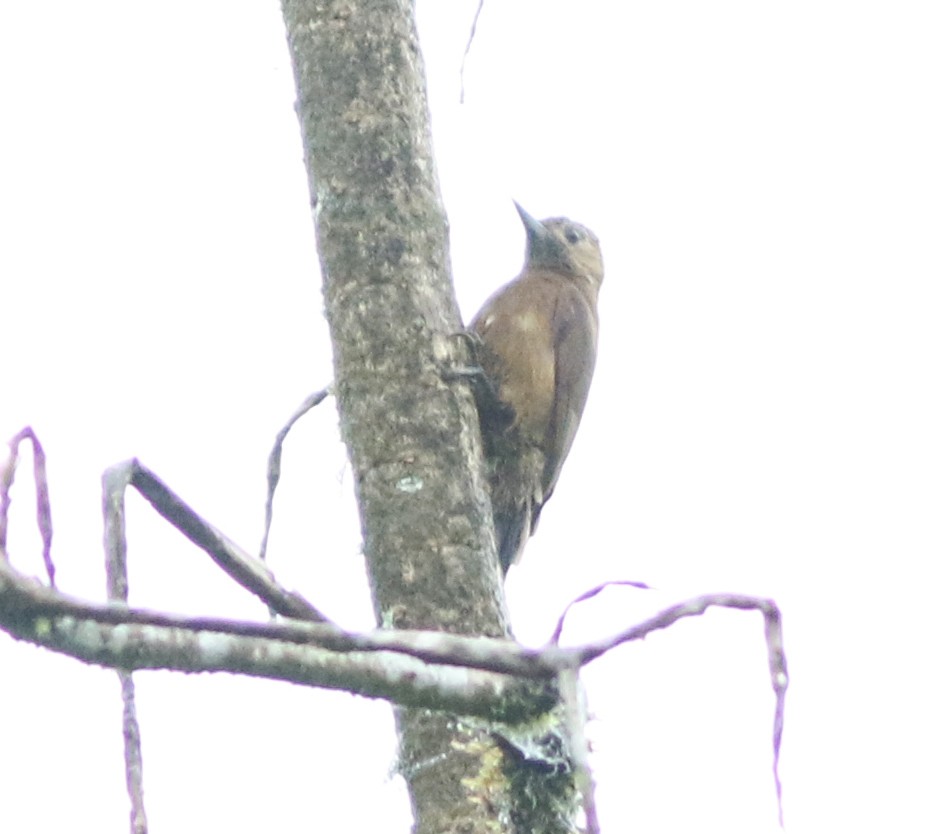 Smoky-brown Woodpecker - ML577191621
