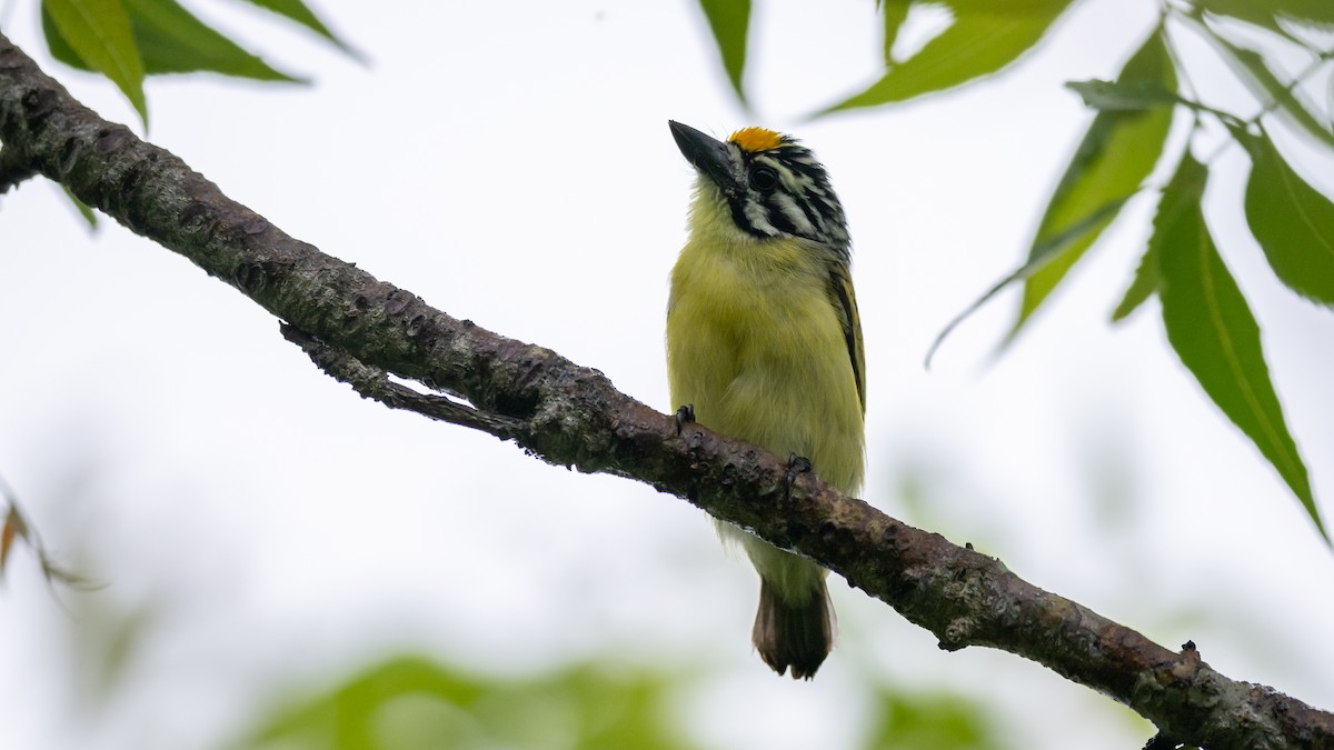Yellow-fronted Tinkerbird - Mathurin Malby