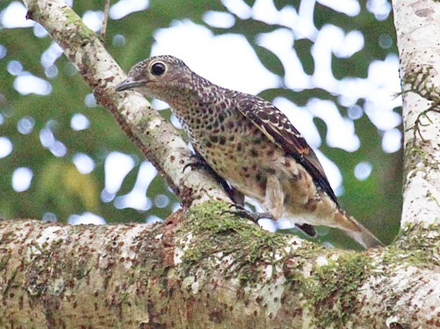 Photos - Blue Cotinga - Cotinga nattererii - Birds of the World