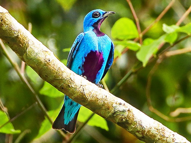 Southern blue 』 カノコダカラ貝 Kyanite (blue) - D