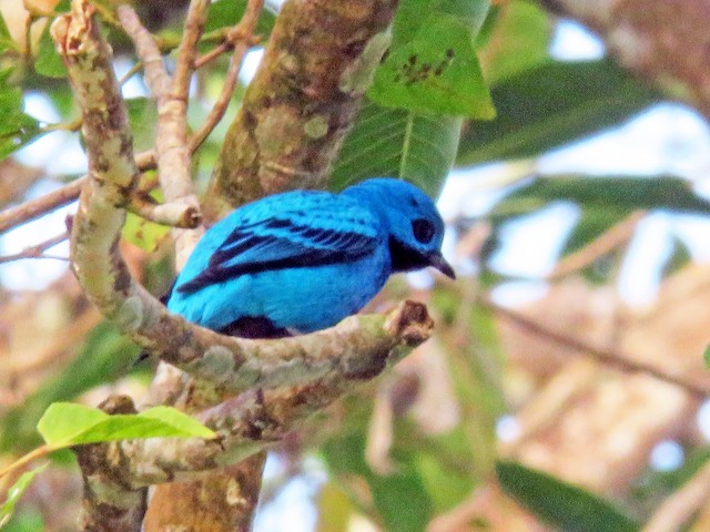 Photos - Blue Cotinga - Cotinga nattererii - Birds of the World