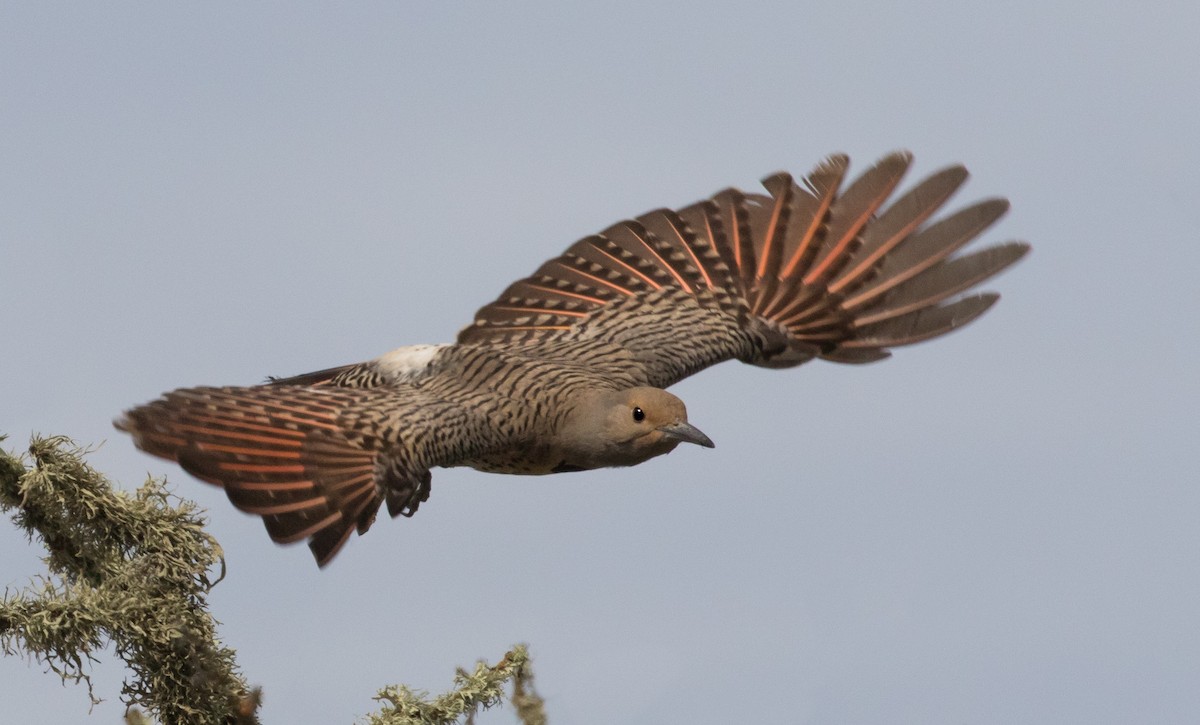 Northern Flicker (Red-shafted) - Kathleen Kent