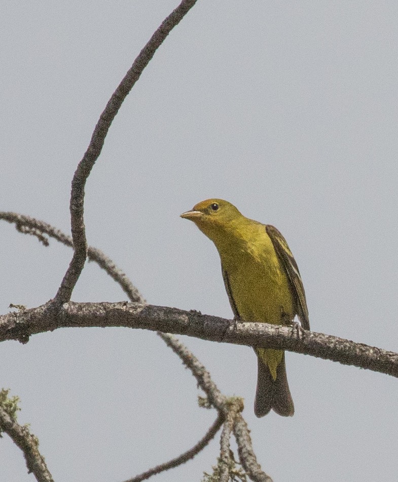 Western Tanager - ML57720081