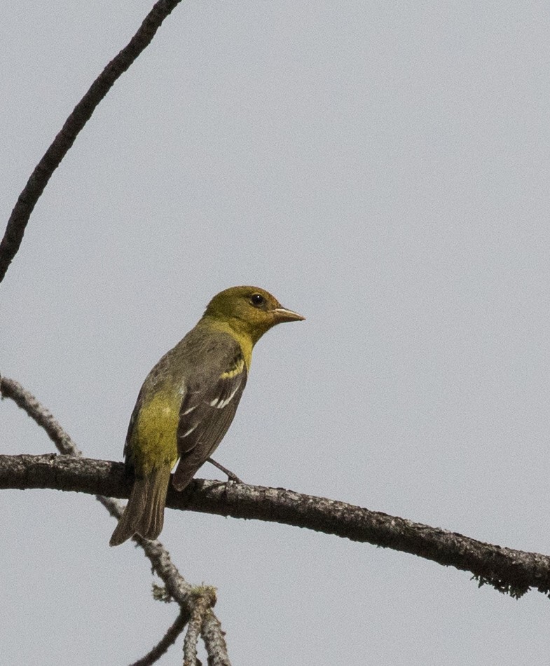 Western Tanager - ML57720091