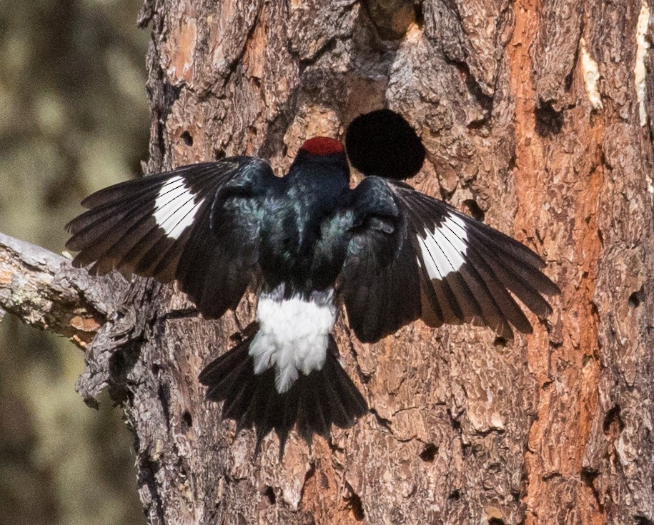 Acorn Woodpecker - ML57720131