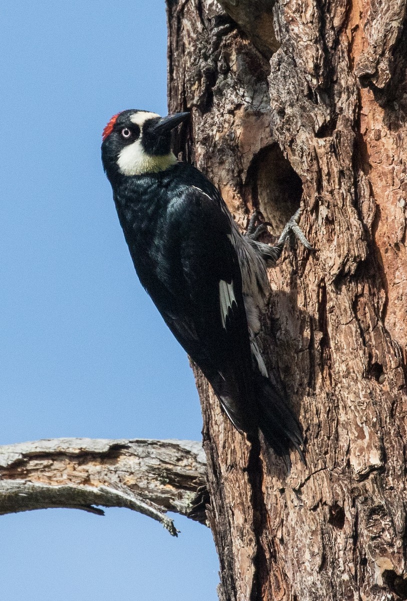 Acorn Woodpecker - ML57720141
