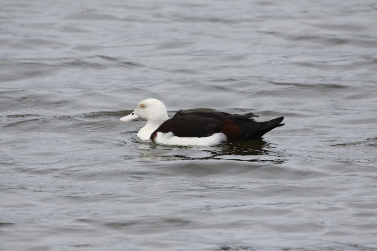 eBird Checklist - 12 May 2017 - Mullers Lagoon (Bowen) - 32 species