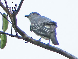 カクレモモジリ フクシマガリレイ GRD-081PXMDDL | 業務用厨房機器 | 住の森