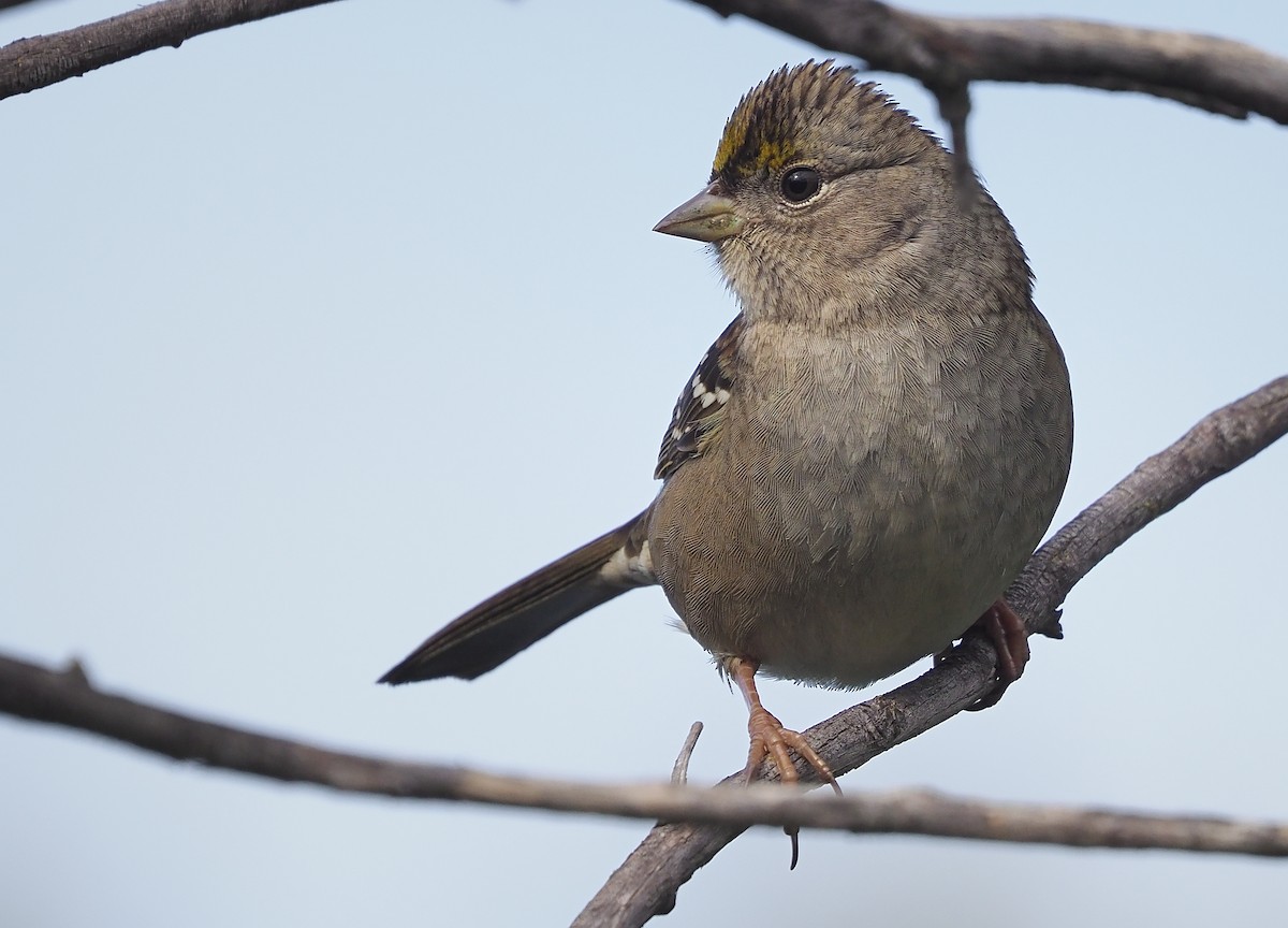 Golden-crowned Sparrow - ML577208981
