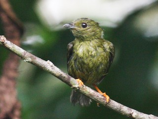  - Golden-collared Manakin