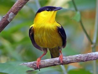  - Golden-collared Manakin
