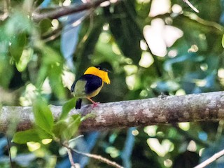  - Golden-collared Manakin