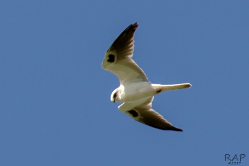 White-tailed Kite - Ricardo A.  Palonsky