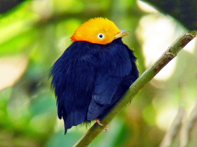 Golden-headed Manakin - eBird