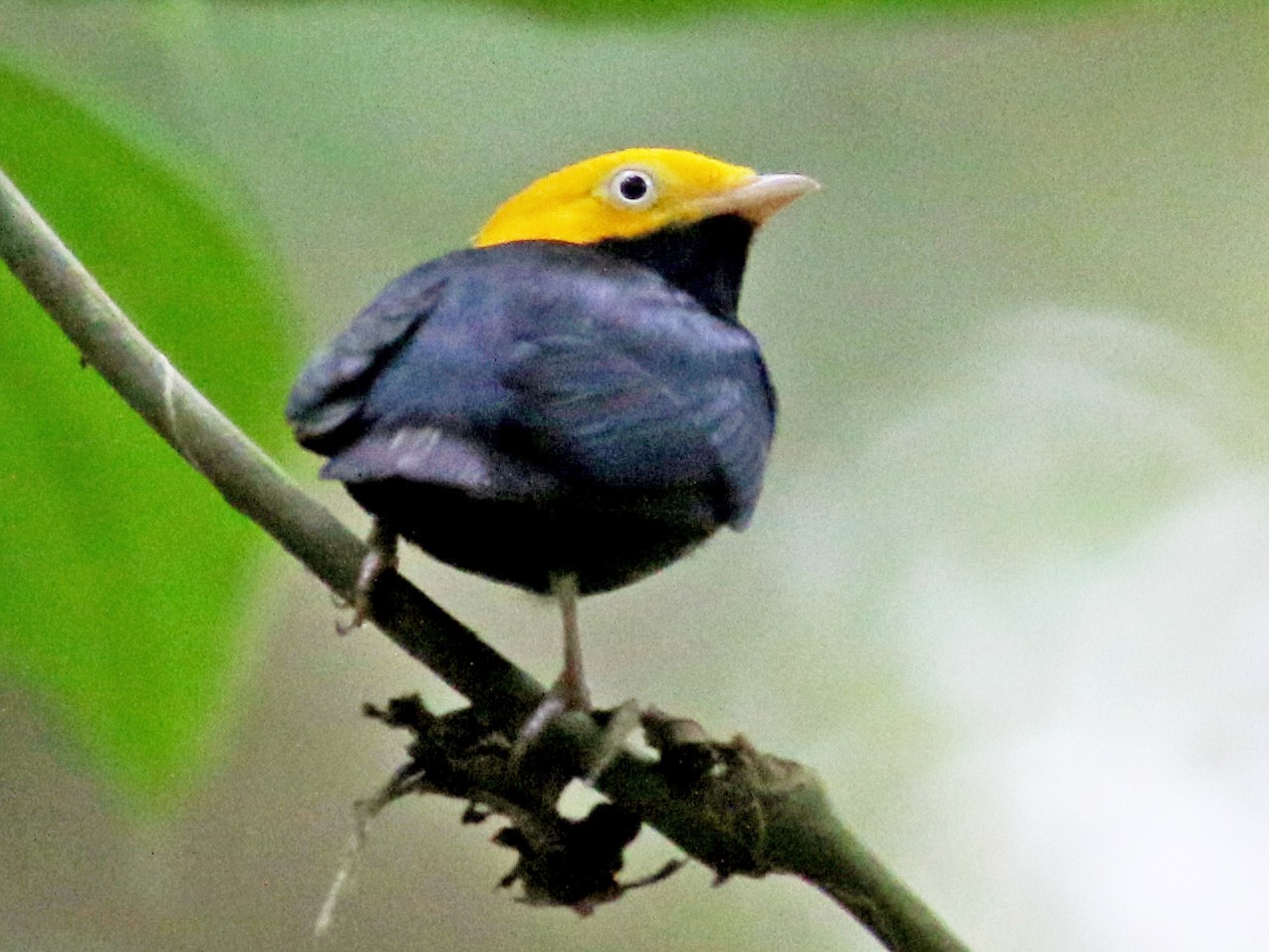 Golden-headed Manakin - eBird