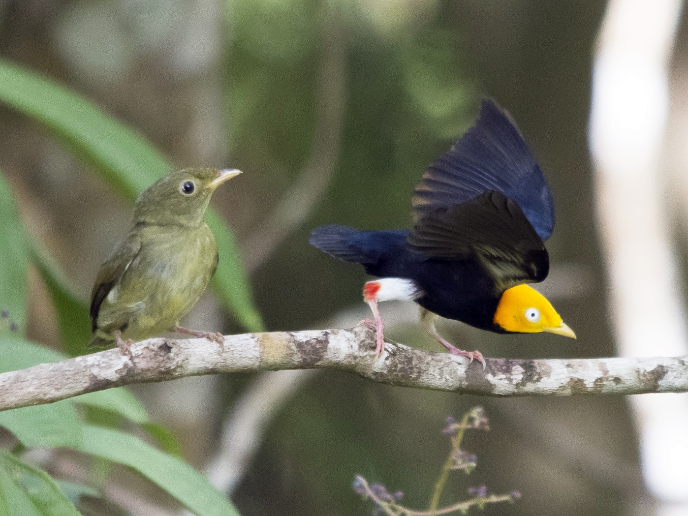 Golden-headed Manakin - Jerome Foster