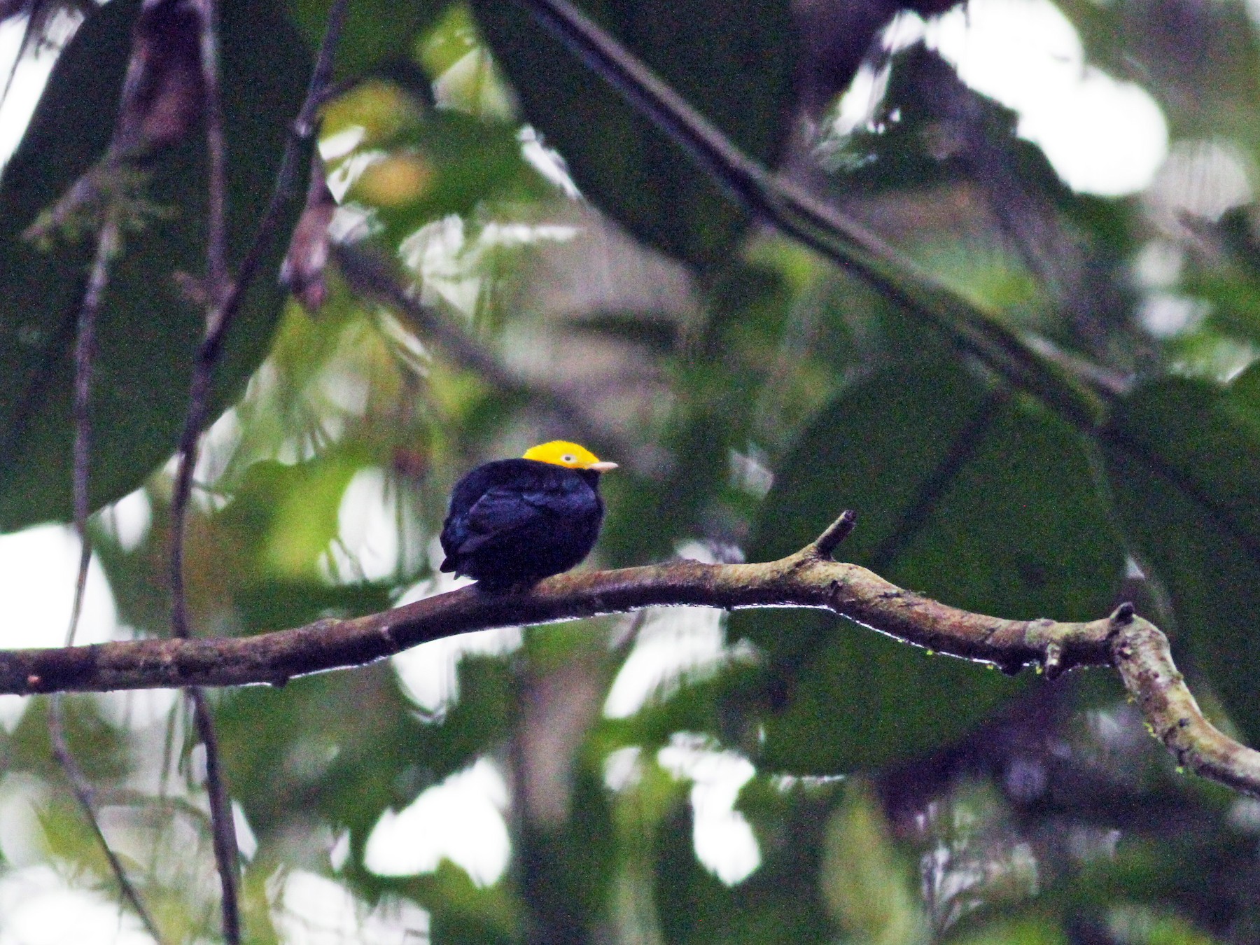 Желтоголовая Пипра - EBird