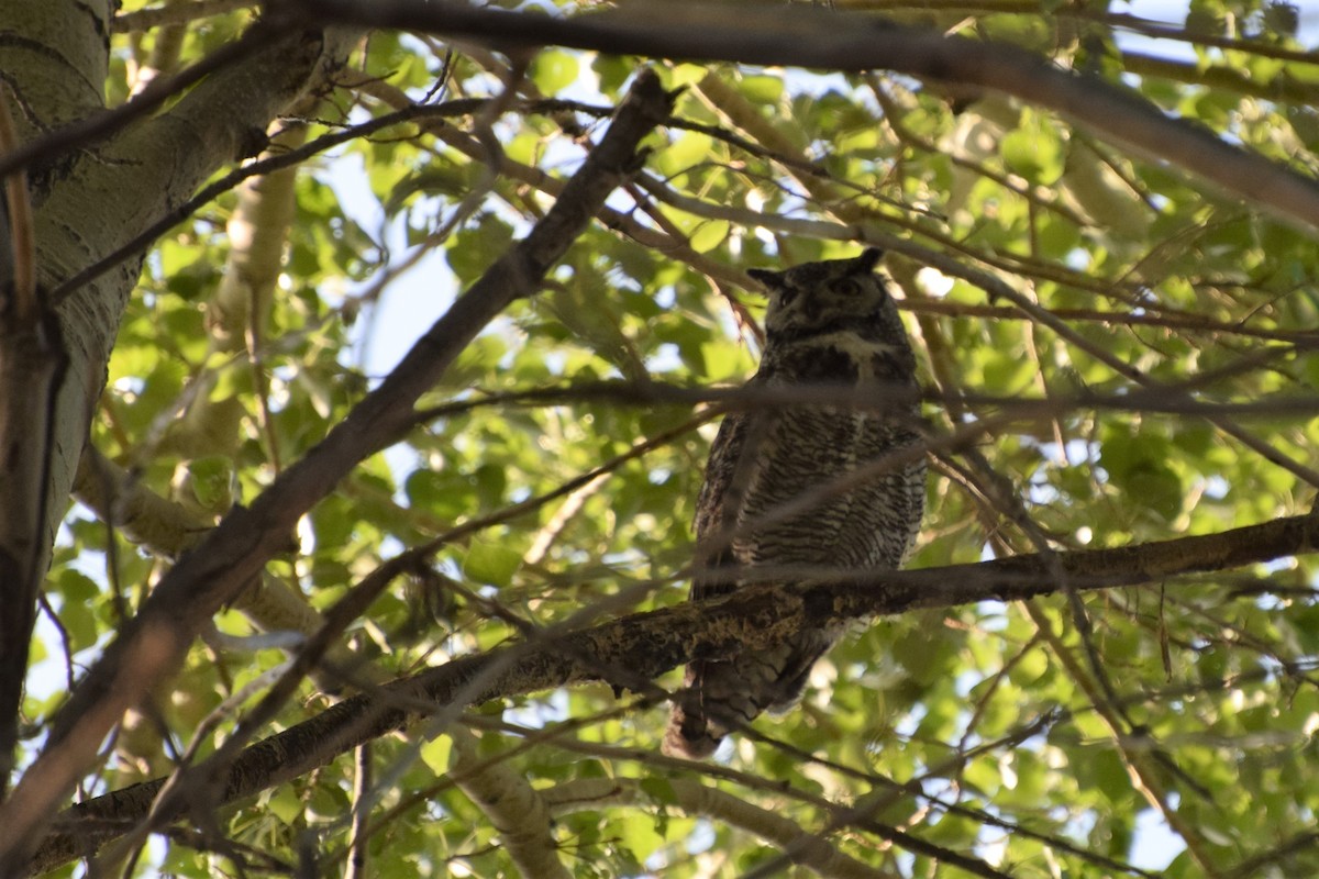 Great Horned Owl - Susan Forde