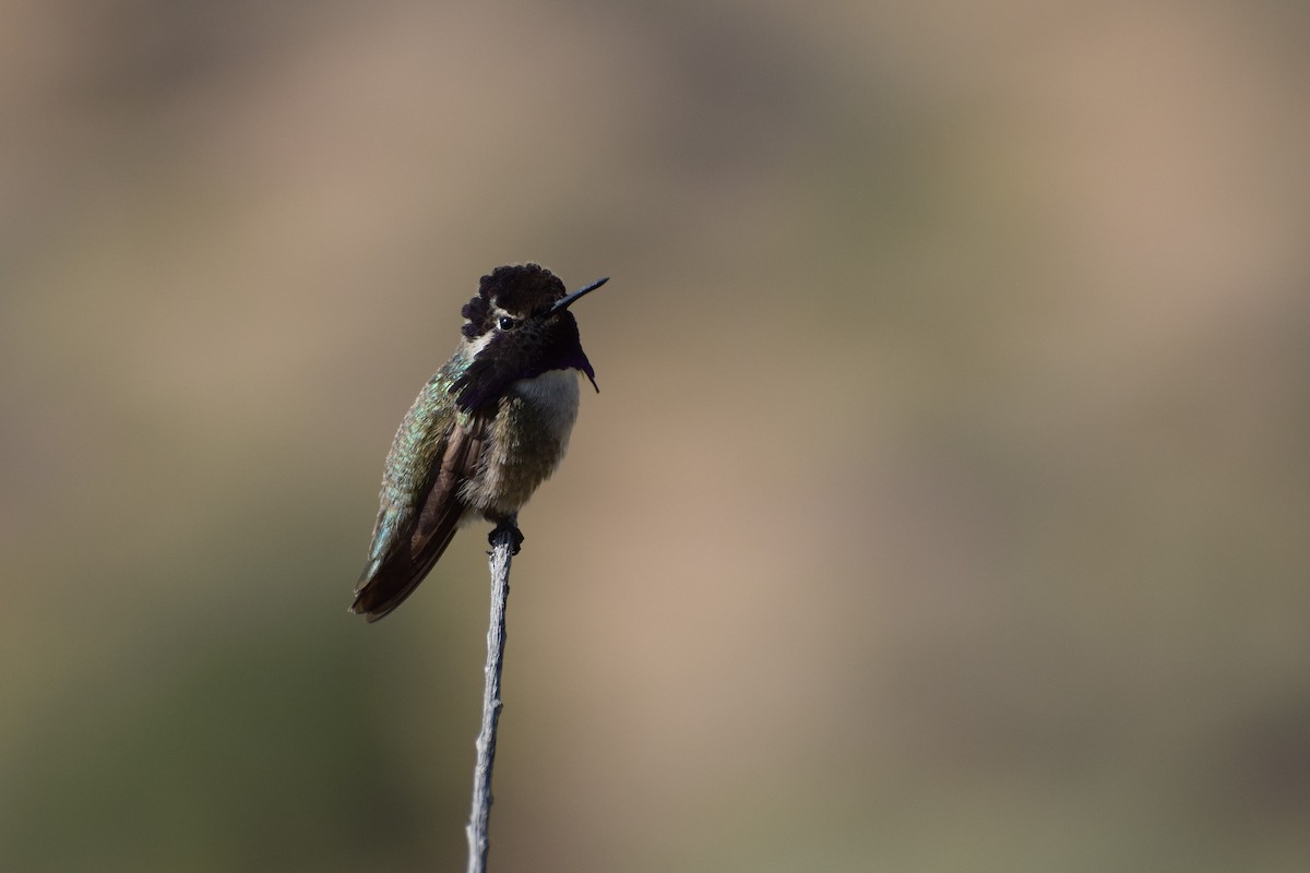 Costa's Hummingbird - Susan Forde