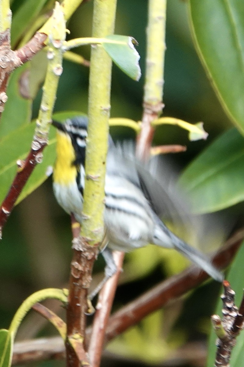 Yellow-throated Warbler - ML577217501