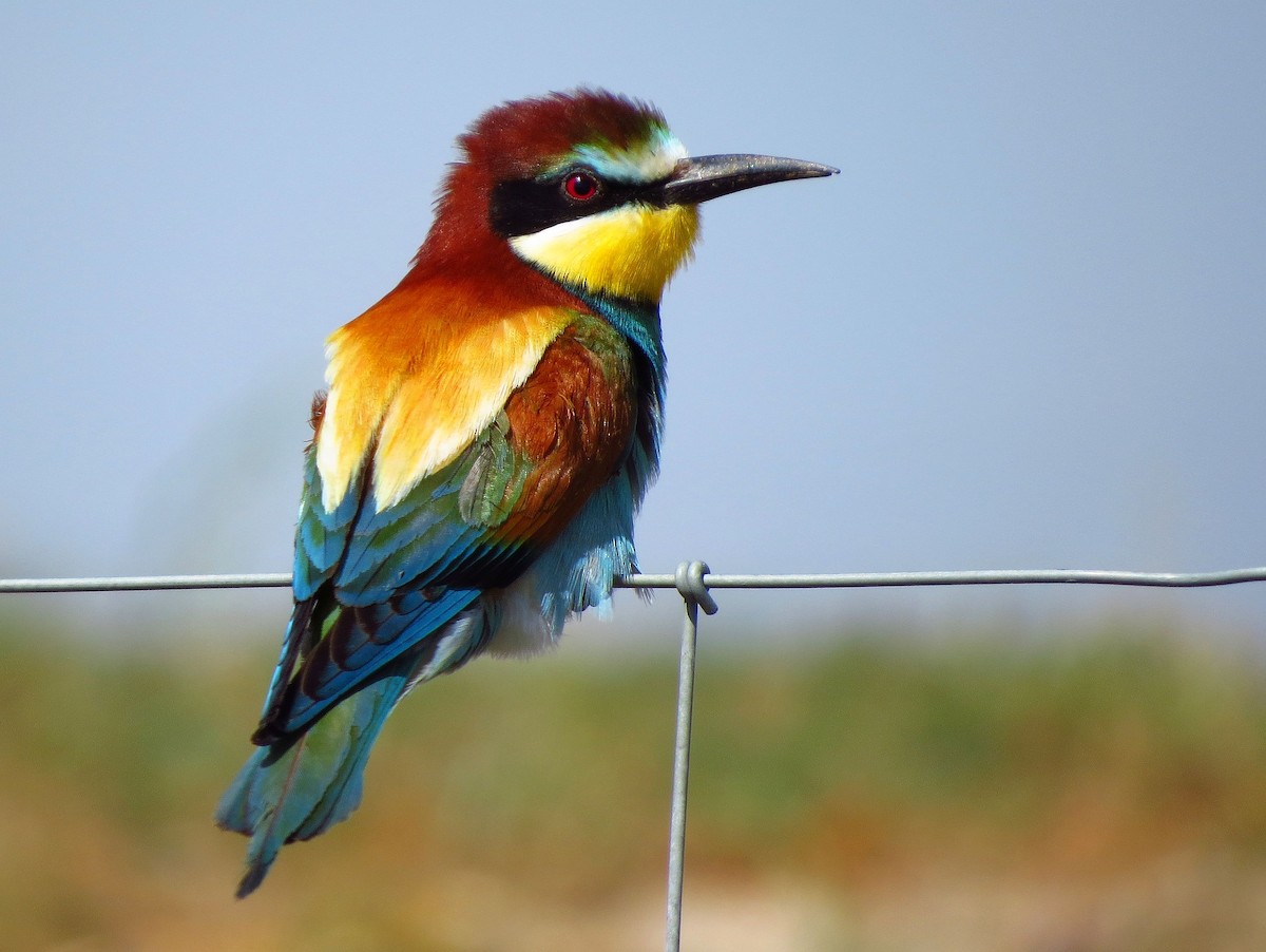 European Bee-eater - ML577217651