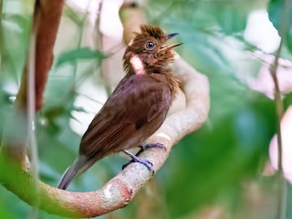  - Russet-winged Schiffornis