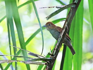  - Russet-winged Schiffornis