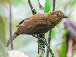  - Russet-winged Schiffornis