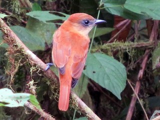 One-colored Becard - eBird